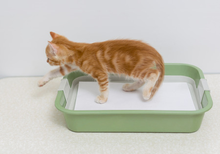 Red kitten outの写真素材