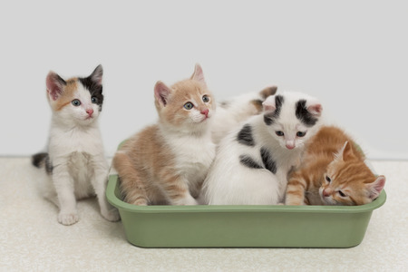 Little kittens sitting in cat toiletの写真素材