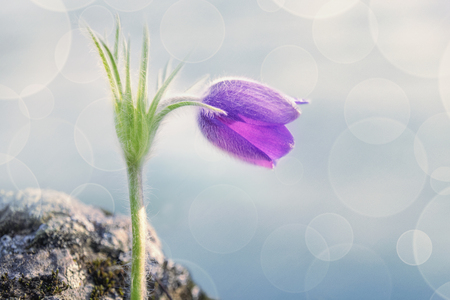Snowdrop on the bank of the Katun Riverの写真素材