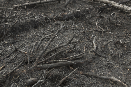 Charred trees after a forest fireの写真素材