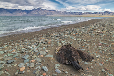 Dead bird on the lake Uureg Nuur, thrown by waves during a storm