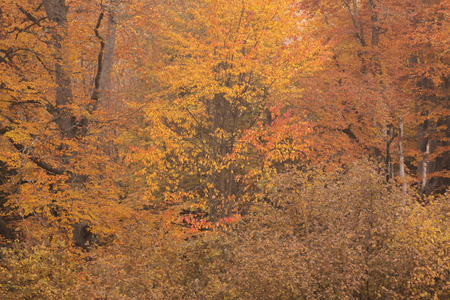 Autumn colors of leaves, beauty of natureの写真素材