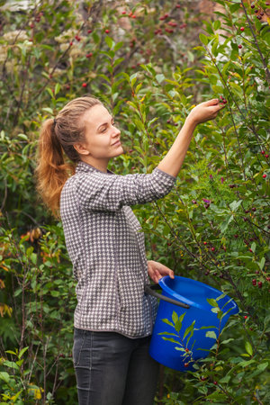 Teen Girl collects cherries in Siberia at their summer cottage
