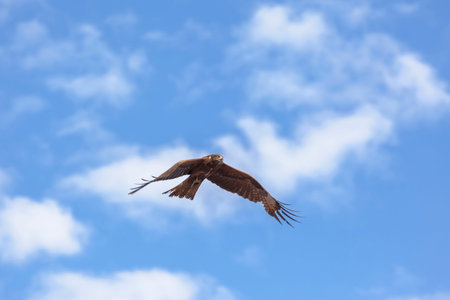 Black kite (Milvus migrans) flying in blue Sky in Siberia