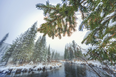 Snowy fir branch on the background of the river in the taiga, first snowfall on  river Krol, Krasnoyarsk Territoryの写真素材