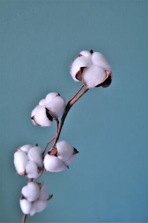 cotton boxes on a branch on a turquoise backgroundの写真素材