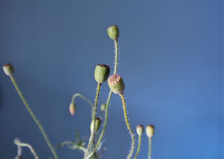 poppy boxes wild flowers on a blue background Interior composition, reference for drawing, backgroundの写真素材