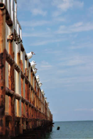 Seagull on an old rusty pier, the prospect of sea coast tourismの写真素材