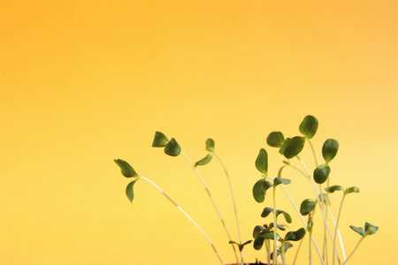 green sprouts on a yellow background