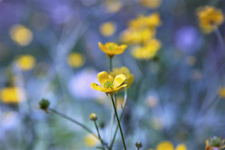 yellow Ranunculus flowers on a purple background