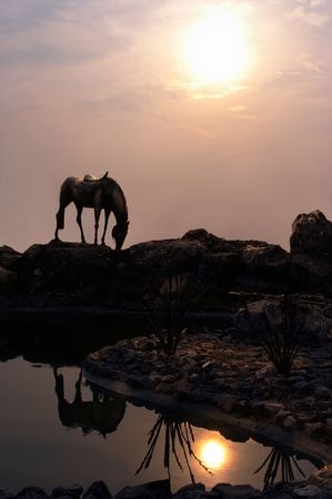 horse in sunsetの写真素材