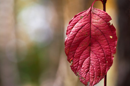 floral background natural autumn tintsの写真素材
