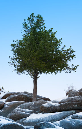 alone tree stand over blue sky on stoneの写真素材