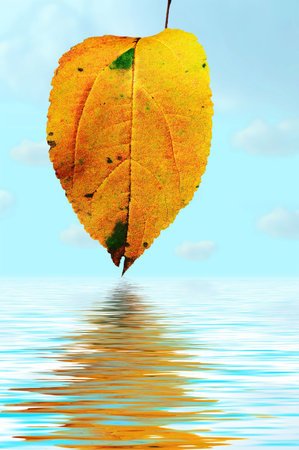 floral background natural autumn tints  leaf in water over blue sky with clouds