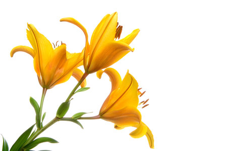 yellow lilly flower on white backgroundの写真素材