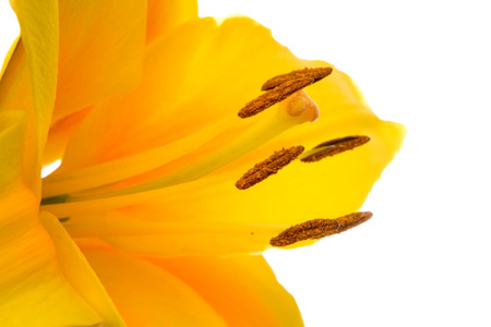 yellow lilly flower on white backgroundの写真素材