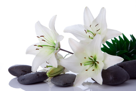 madonna lily flower with stones on whiteの写真素材