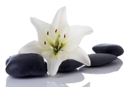madonna lily and spa stone on whiteの写真素材