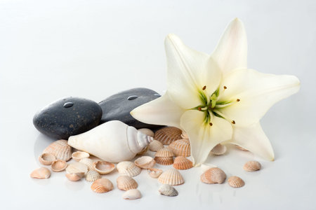 madonna lily spa stones and sea shell on whiteの写真素材