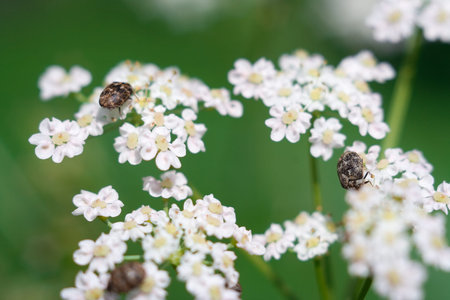 white flowers and insect on green