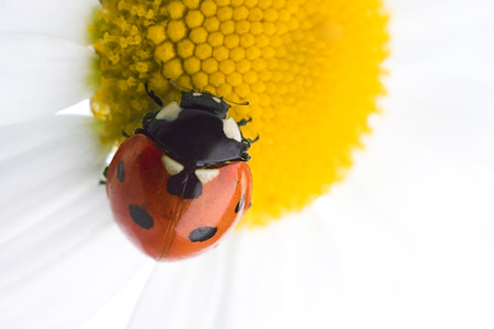 ladybug on flower over whiteの写真素材