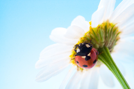 ladybug on flower over blue skyの写真素材