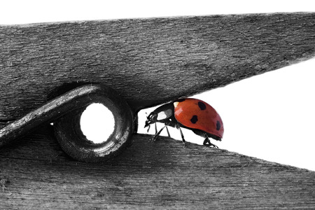 ladybug on wodden clothes-peg on whiteの写真素材