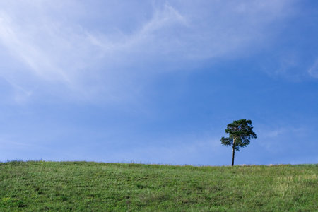 Landscape  tree on the field under blue sky and white cloudsの写真素材