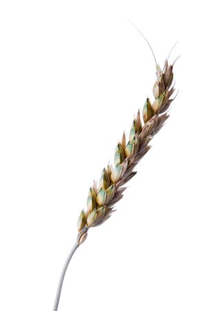 Grain ear isolated over white backgroundの写真素材