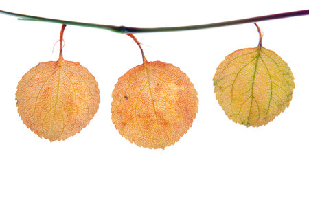 three autumn leaf frame for you text on white background の写真素材