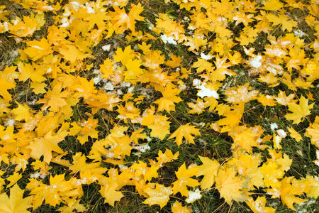 autumn canadian maple leaf 