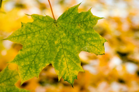 autumn canadian maple leaf の写真素材