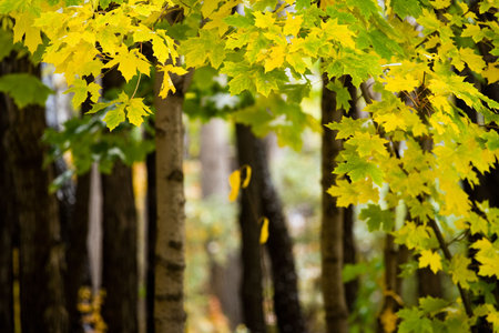 autumn canadian maple leaf 