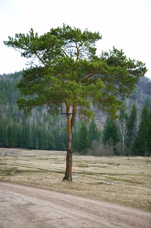 alone tree on road and mountainの写真素材