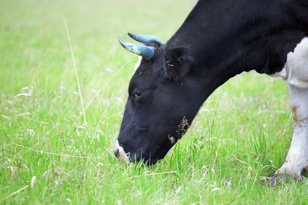 Cows in green fieldの写真素材