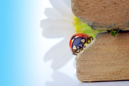 ladybug on camomile flower under blue skyの写真素材