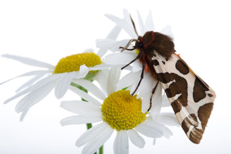 camomile flower on white backgroundの写真素材