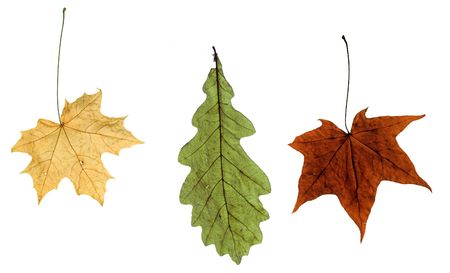 maple autumn leaves isolated on white backgroundの写真素材