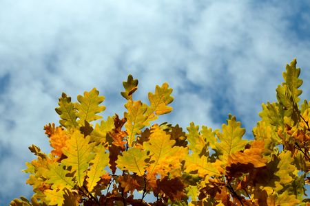 yellow autumn maple  leaves and skyの写真素材