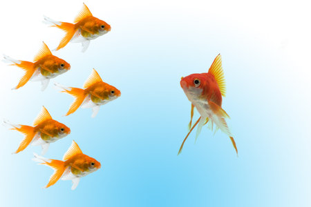 goldfishes with leader on blue