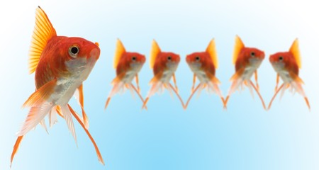 goldfishes with leader on blueの写真素材