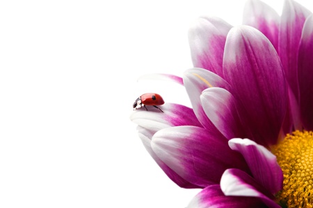  ladybug on flower over white backgroundの写真素材