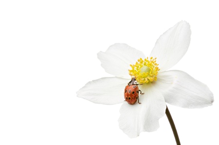  ladybug on flower over white backgroundの写真素材