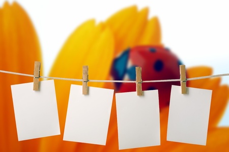 white photopaper on ladybug on yellow flower petalsの写真素材