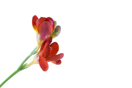 flowers isolated on white background の写真素材