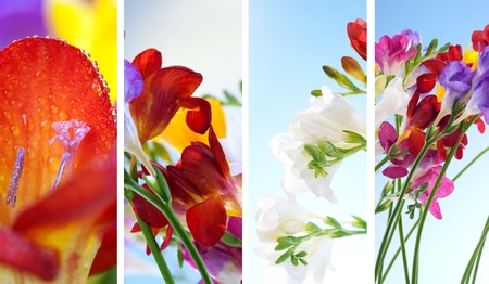 flowersの写真素材