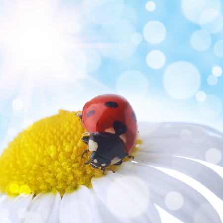 flower and  ladybug with  bokeh summer backgroundの写真素材