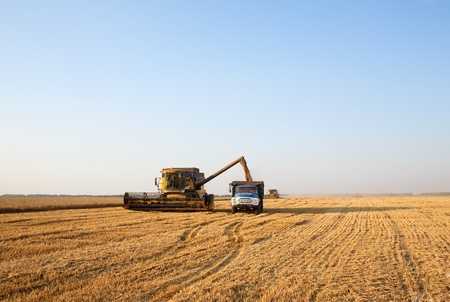 combine harvester in field wheatのeditorial素材