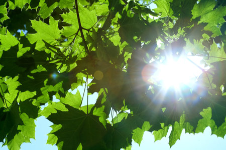 green leaves and sun on blue sky 