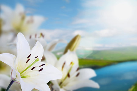 spring madonna lilies on landscape with riverの写真素材